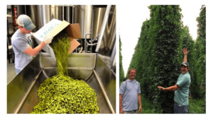 harvest ale
